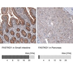 FASTKD1 Antibody, Novus Biologicals 0.1mL; Unlabeled:Antibodies, Polyclonal